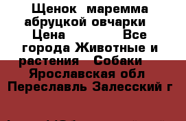 Щенок  маремма абруцкой овчарки › Цена ­ 50 000 - Все города Животные и растения » Собаки   . Ярославская обл.,Переславль-Залесский г.